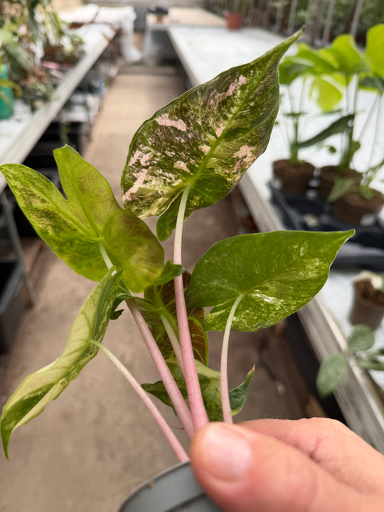 Alocasia naroibi night pink -kirjava