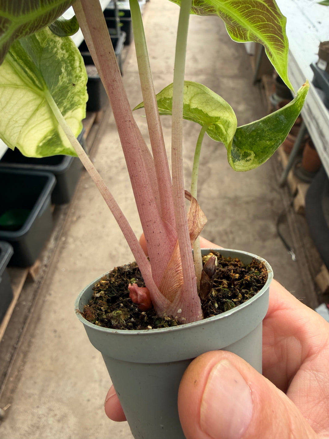 Alocasia naroibi night pink -kirjava