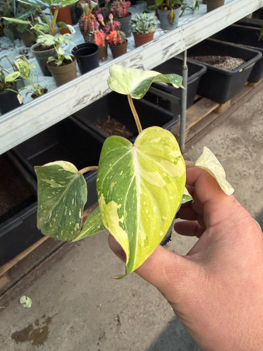 Philodendron gloriosum variagata