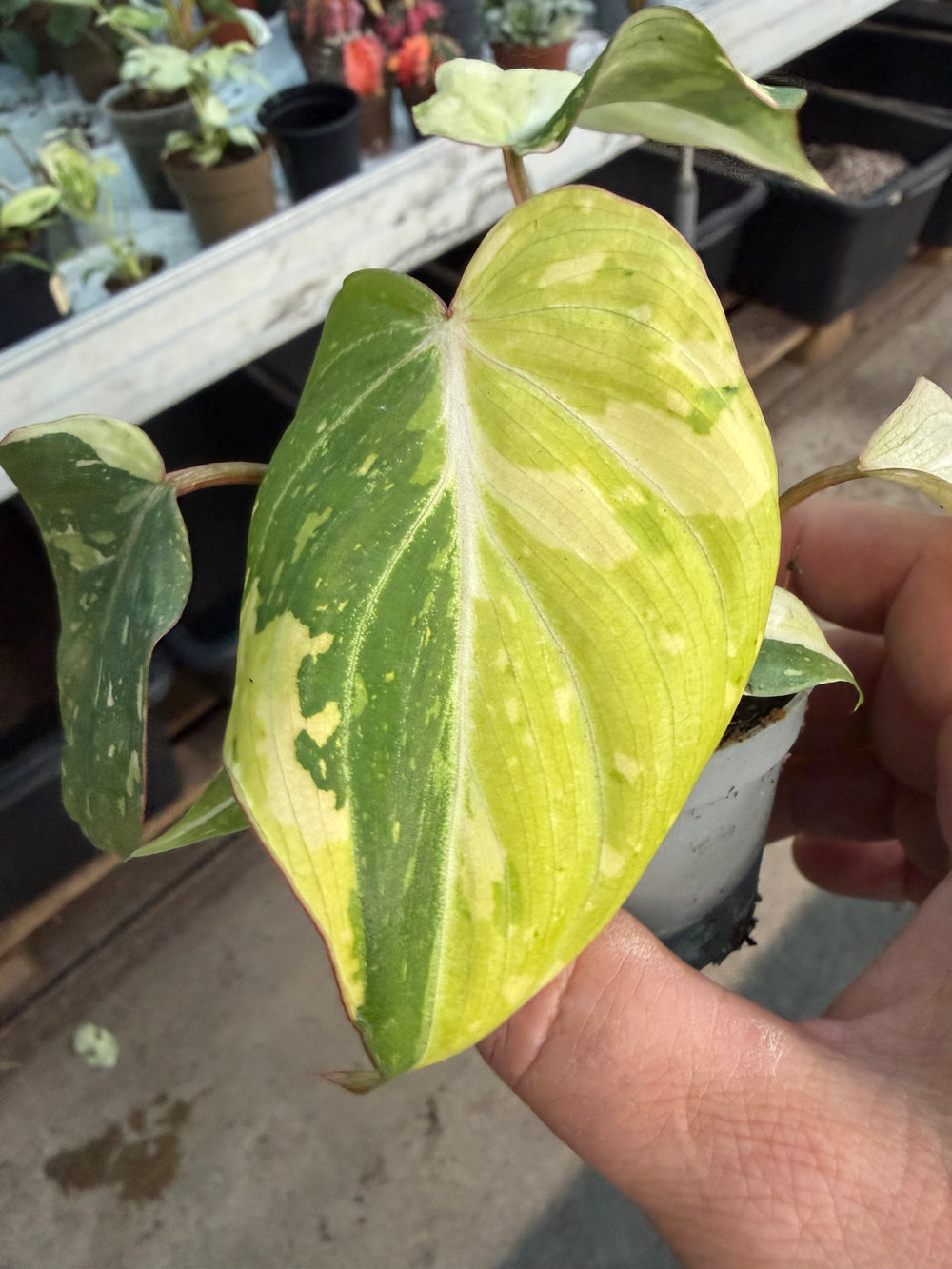 Philodendron gloriosum variagata