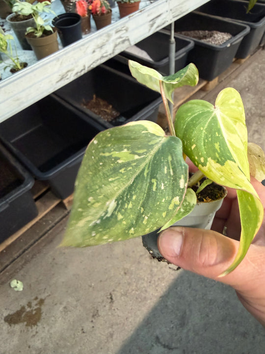Philodendron gloriosum variagata