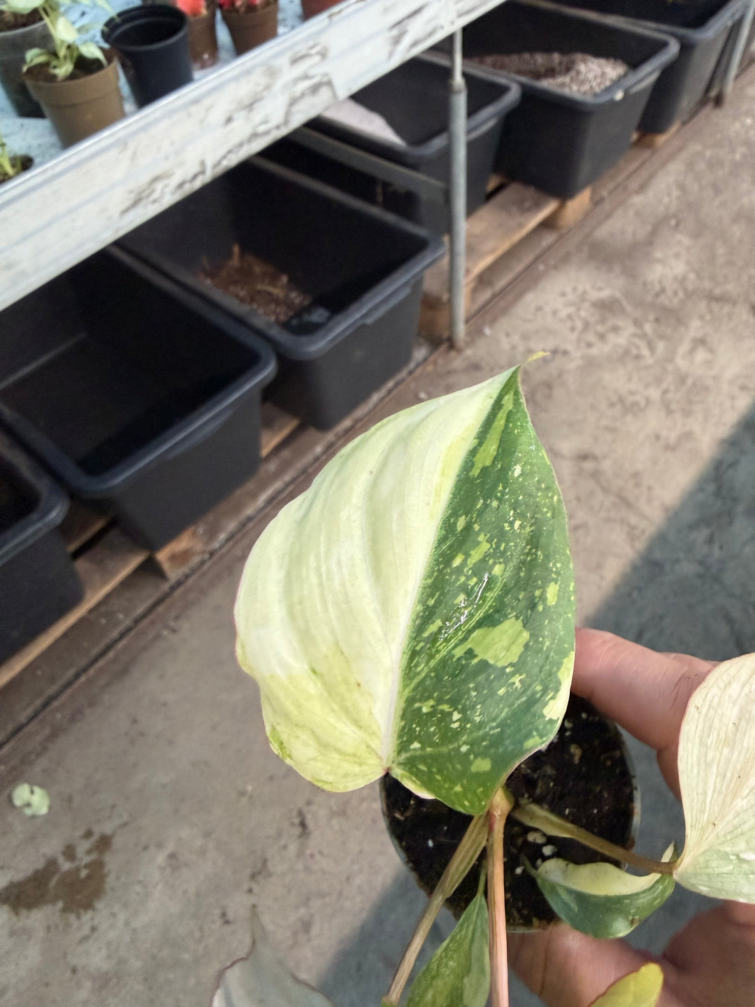 Philodendron gloriosum variagata