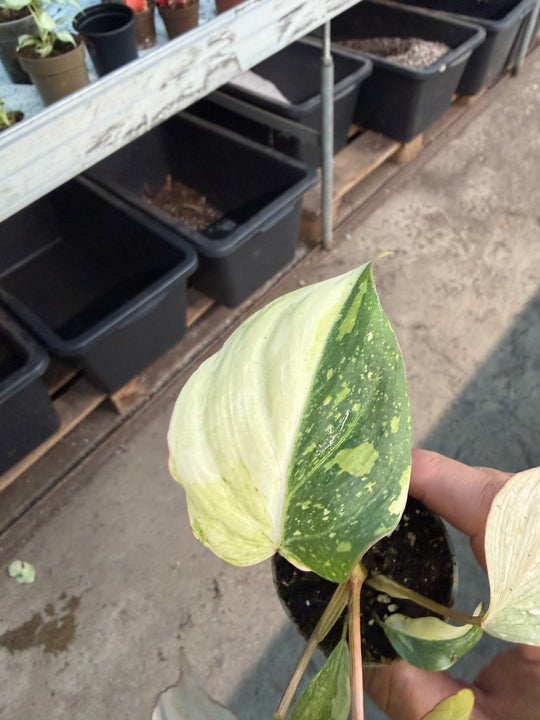 Philodendron gloriosum variagata