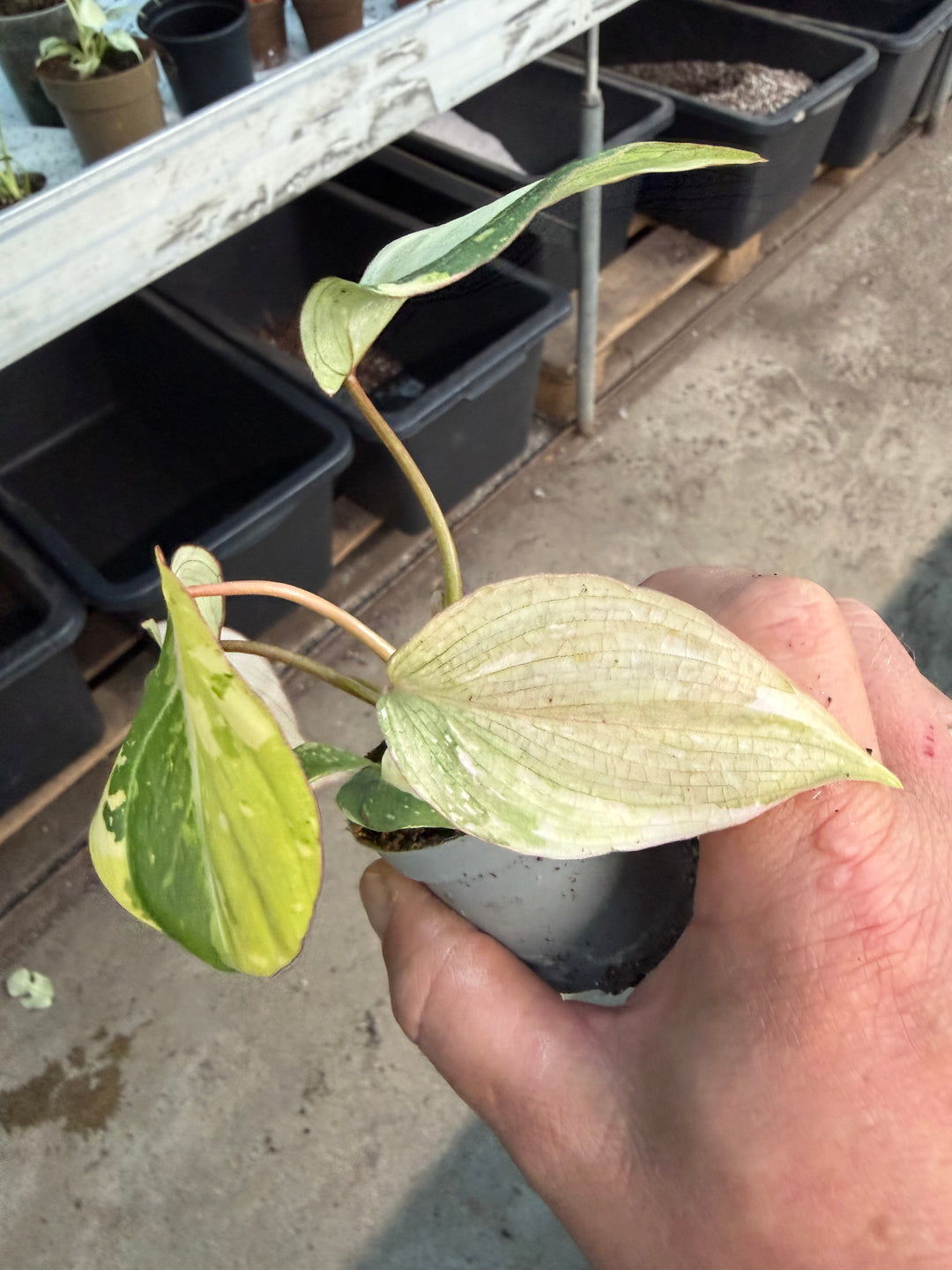 Philodendron gloriosum variagata
