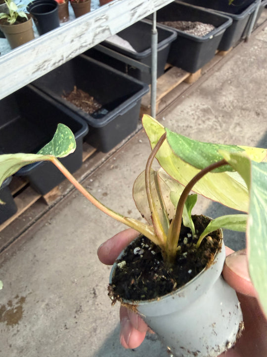 Philodendron gloriosum variagata