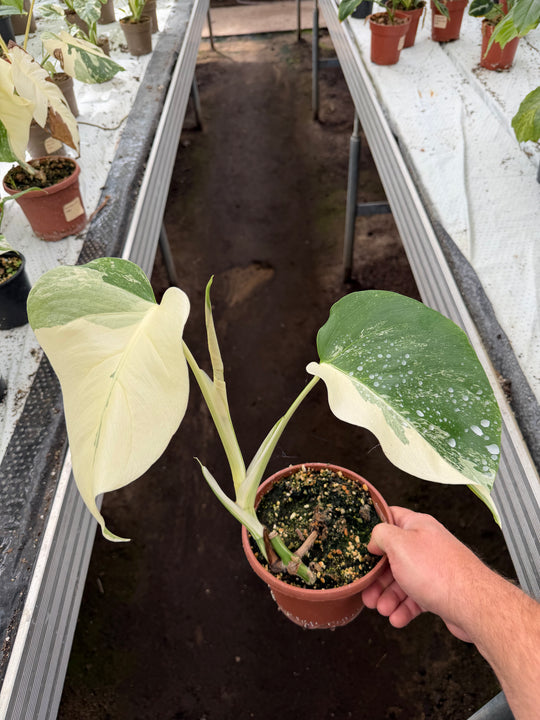 Monstera albo