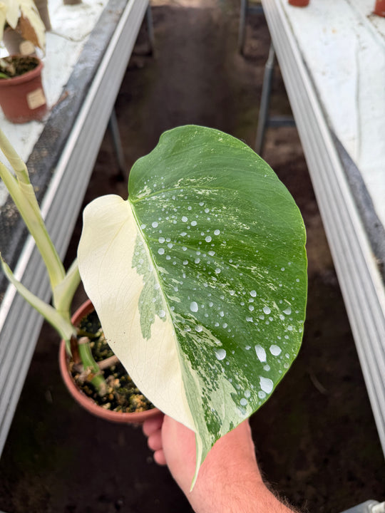 Monstera albo