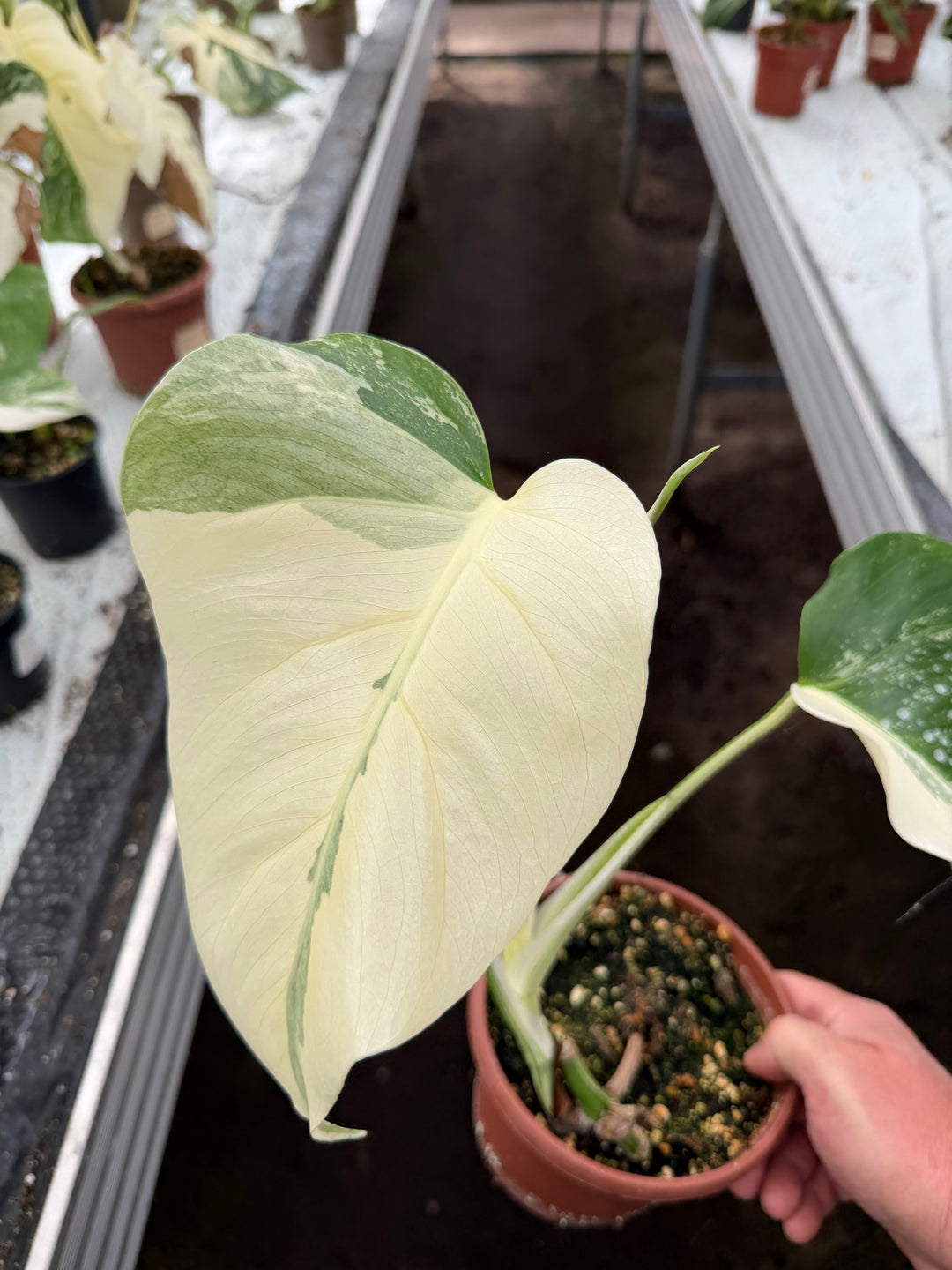 Monstera albo