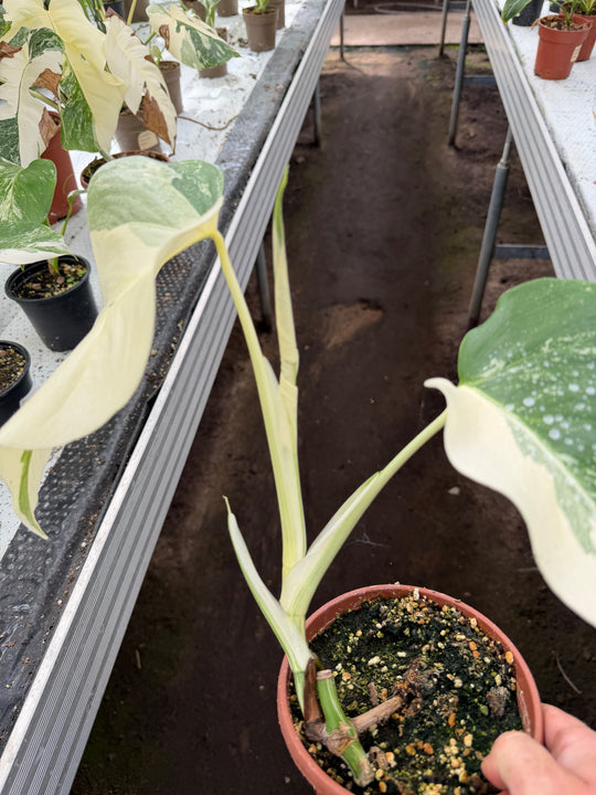 Monstera albo