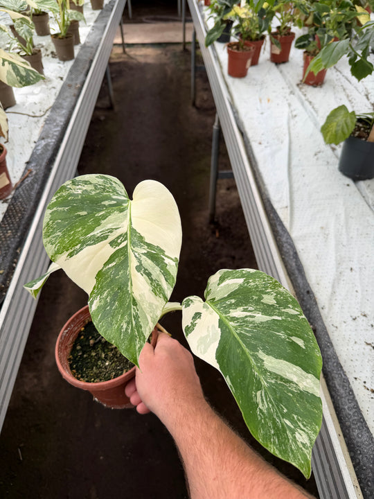Monstera albo