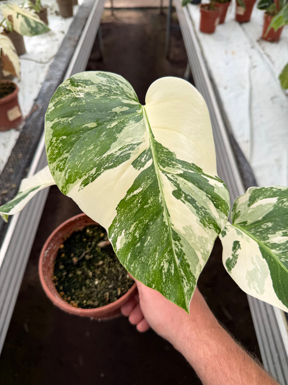 Monstera albo