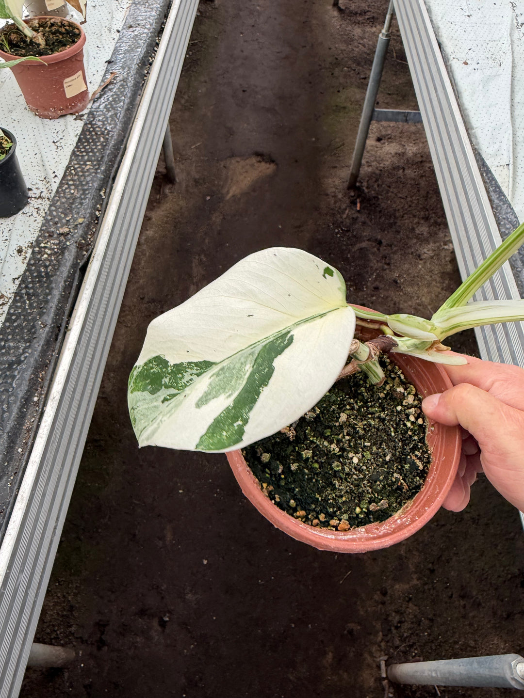 Monstera albo