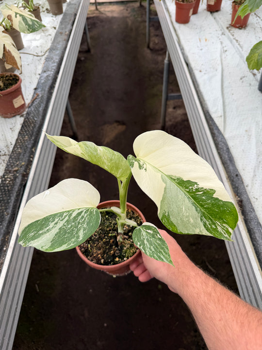 Monstera albo