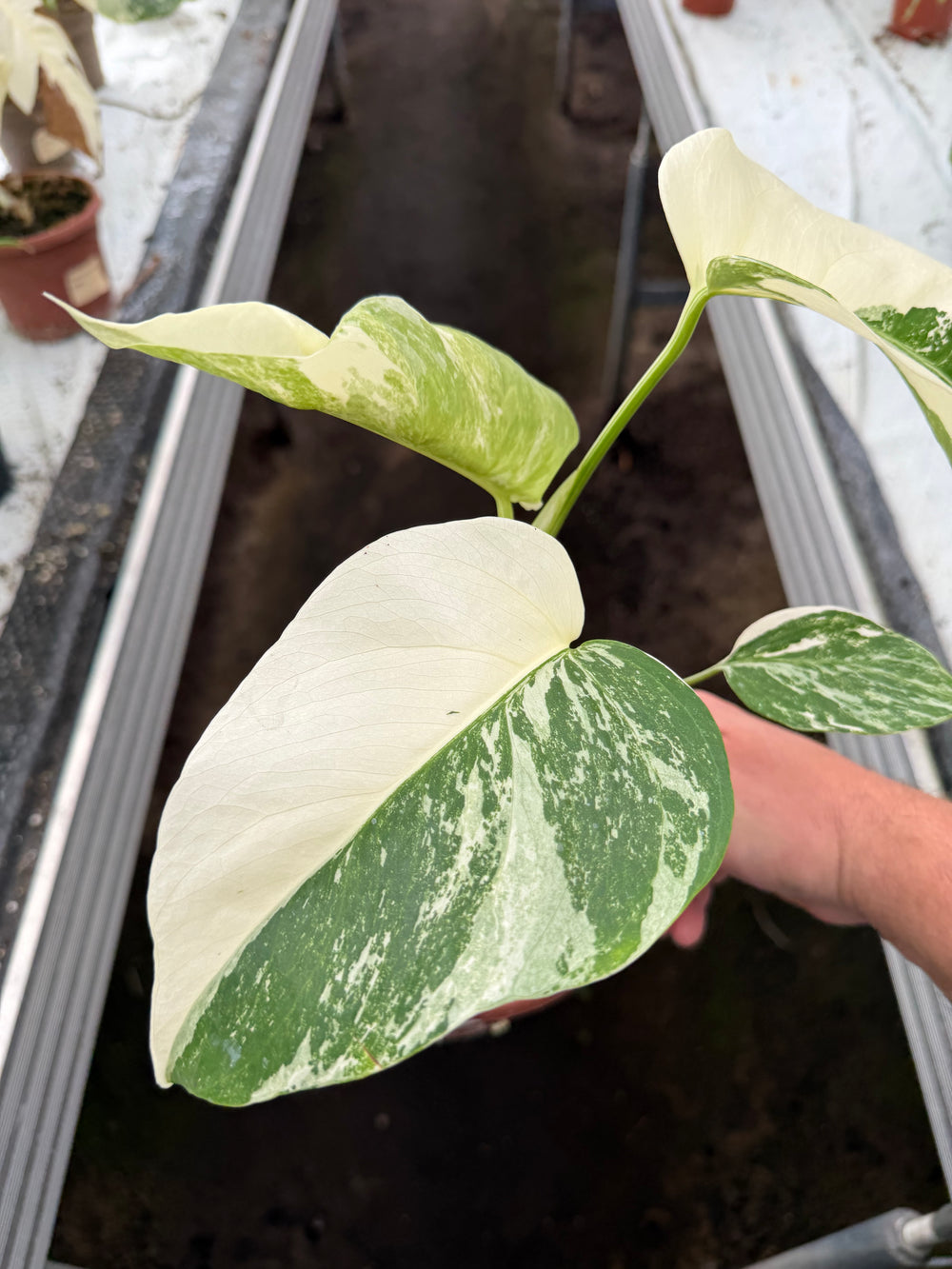 Monstera albo