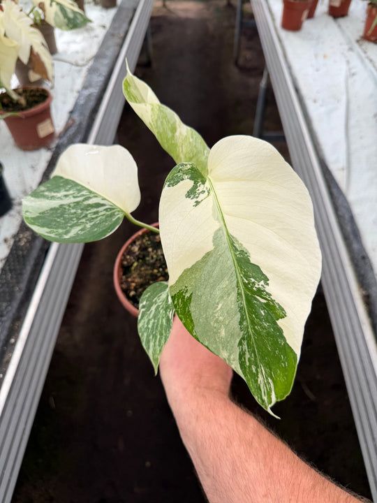Monstera albo
