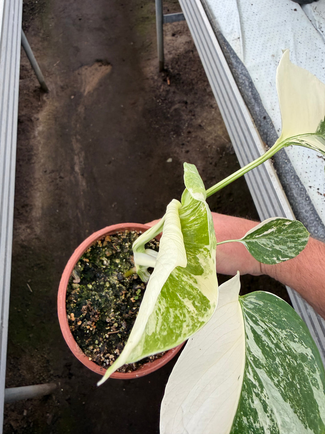 Monstera albo