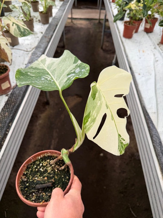 Monstera albo