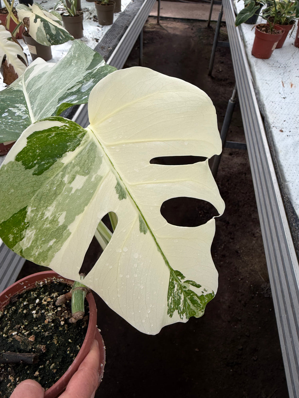 Monstera albo