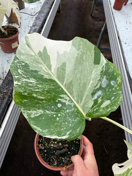 Monstera albo