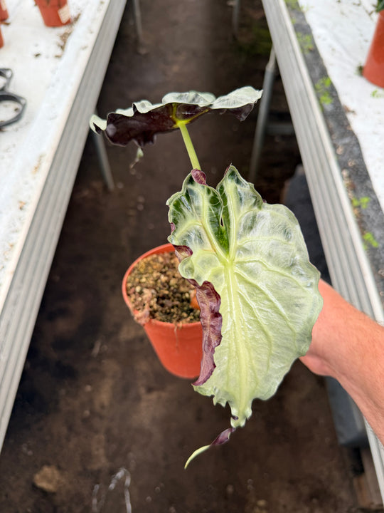 Alocasia venom