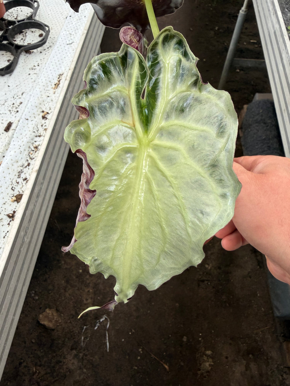 Alocasia venom
