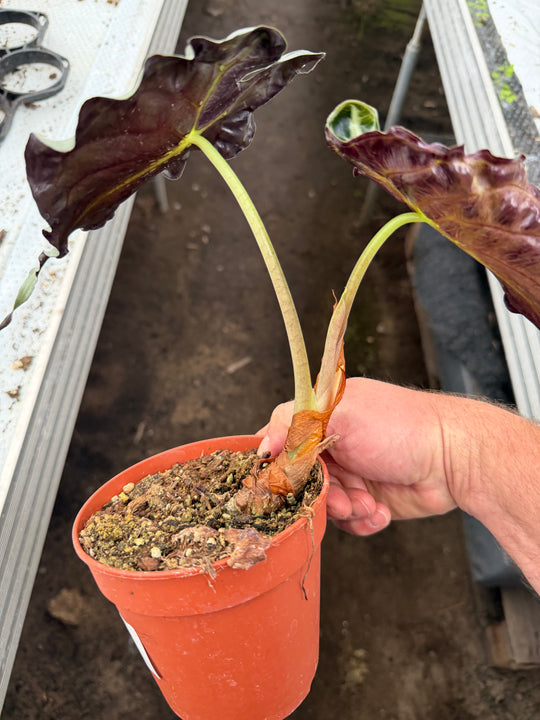 Alocasia venom