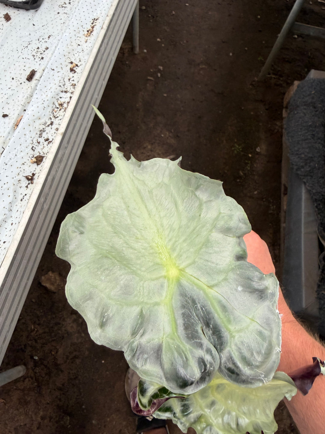 Alocasia venom