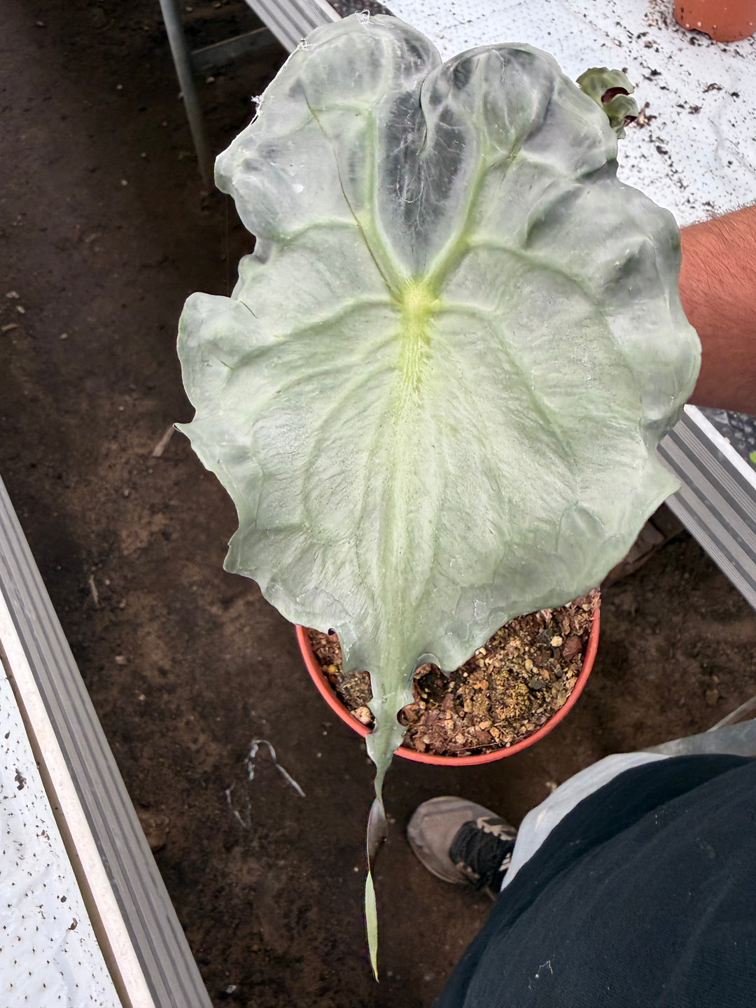 Alocasia venom