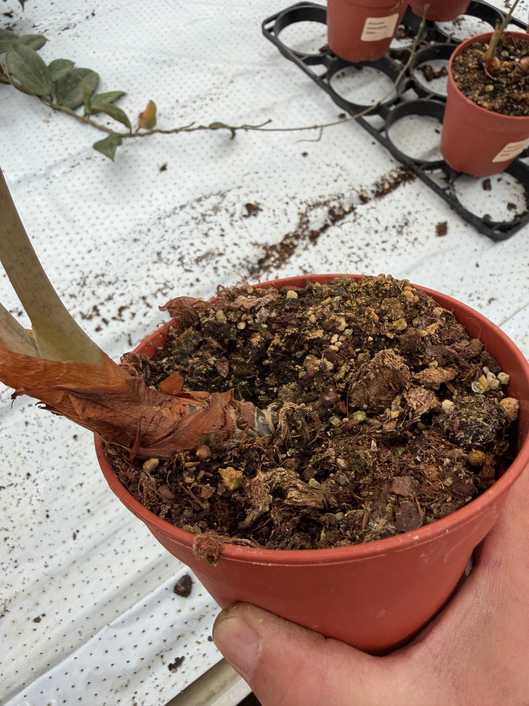Alocasia venom