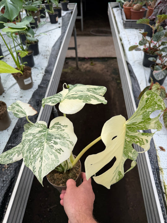 Monstera Thai constellation creme burlee