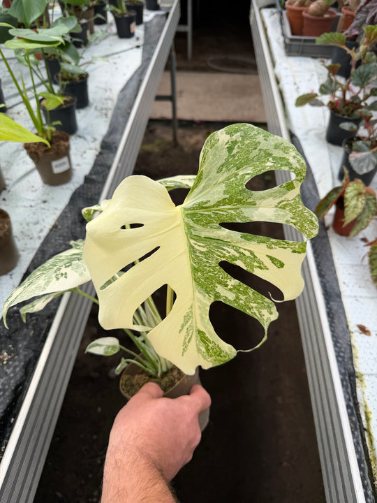 Monstera Thai constellation creme burlee