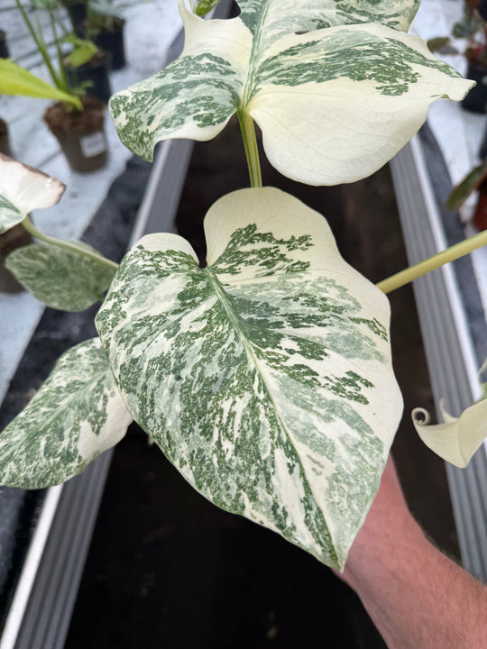 Monstera Thai constellation creme burlee