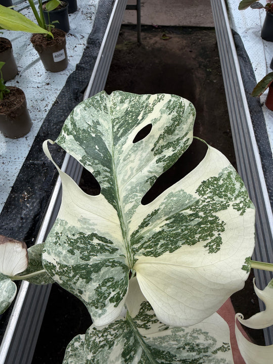 Monstera Thai constellation creme burlee