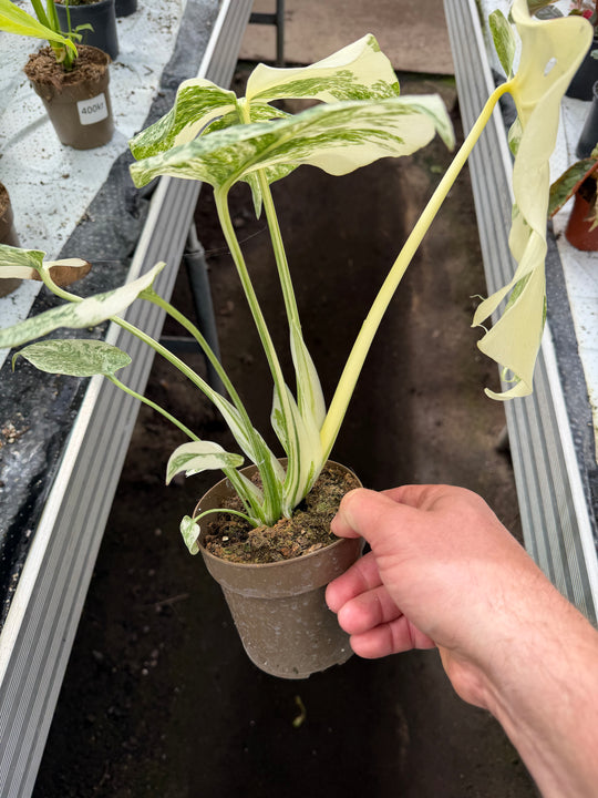 Monstera Thai constellation creme burlee