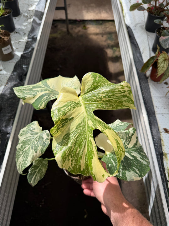 Monstera Thai constellation crème burlee