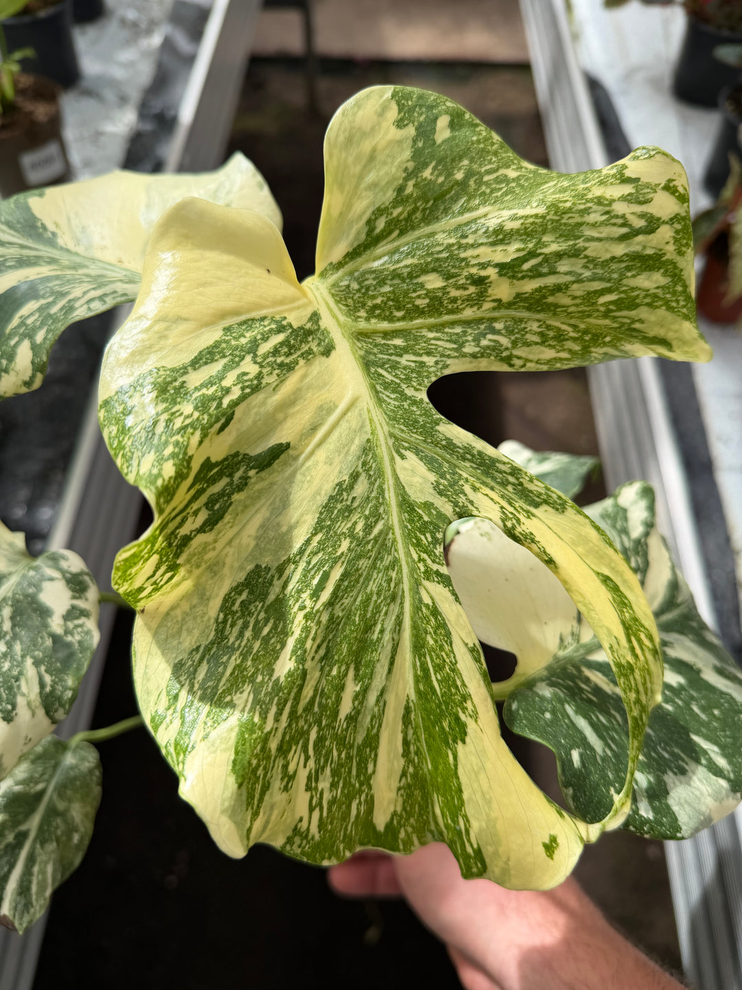 Monstera Thai constellation crème burlee