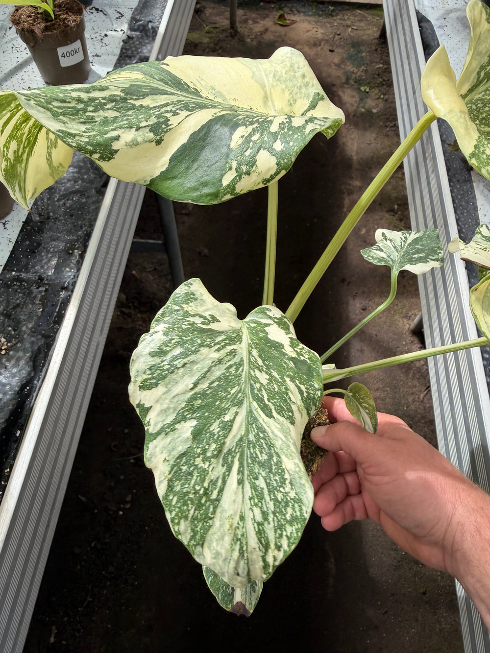 Monstera Thai Constellation creme burlee
