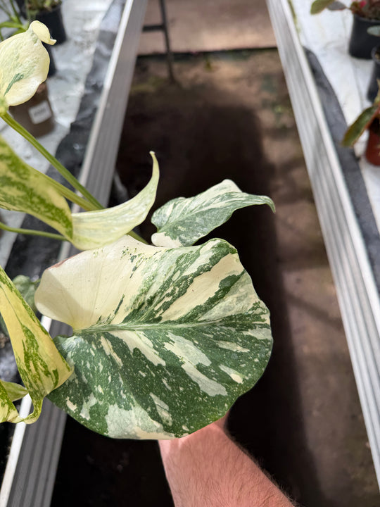 Monstera Thai constellation crème burlee