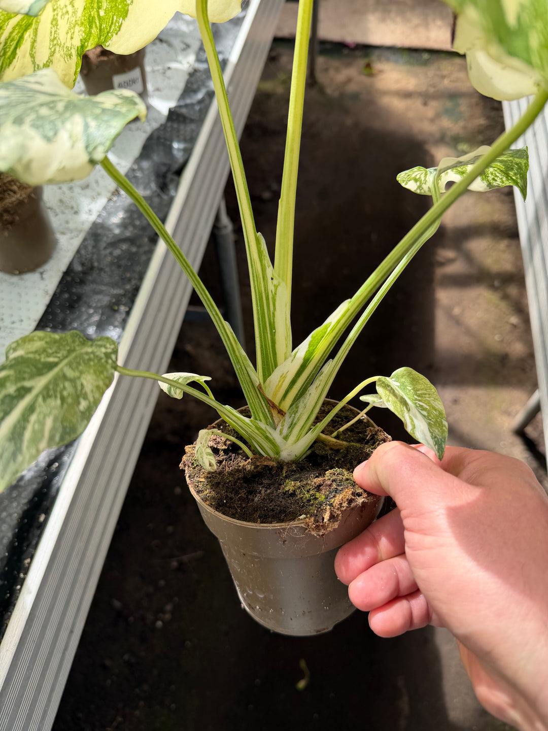 Monstera Thai constellation crème burlee