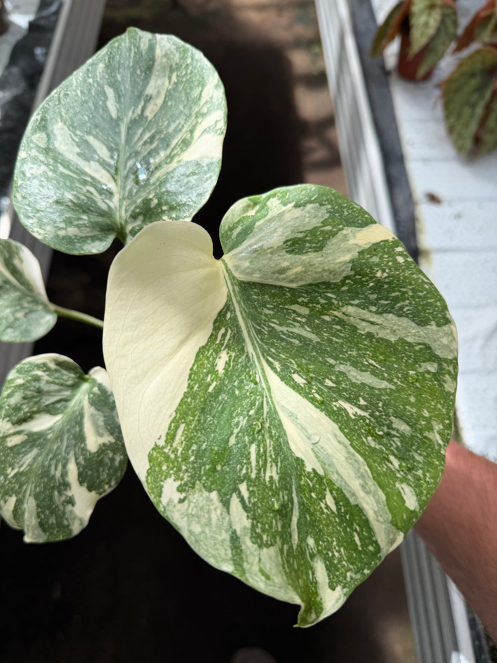 Monstera Thai constellation creme burlee
