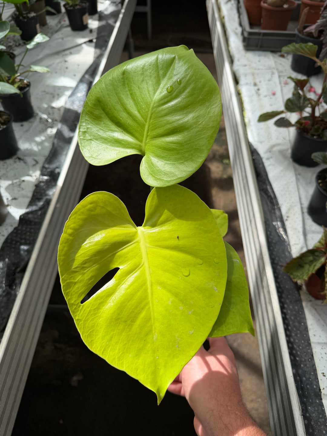 Monstera golden / limelight