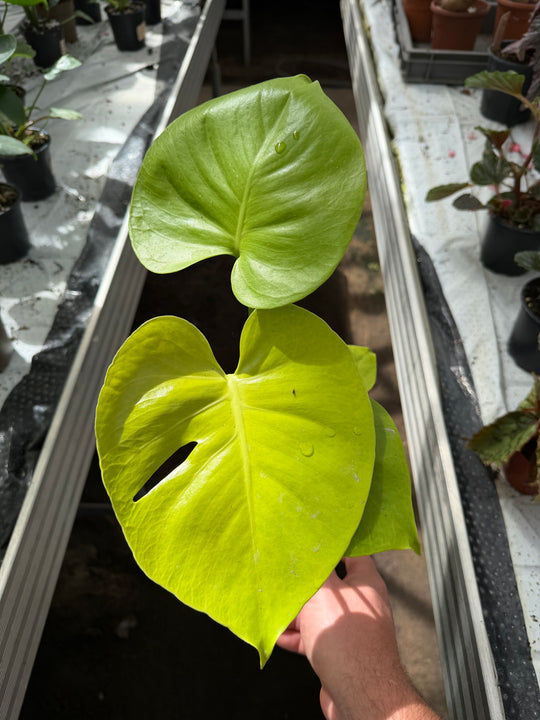 Monstera golden / limelight