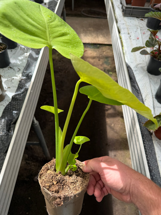 Monstera golden / limelight