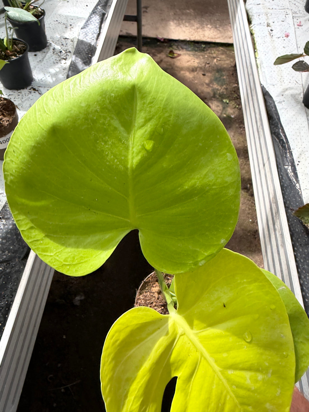 Monstera golden / limelight