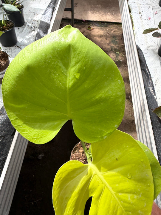 Monstera golden / limelight