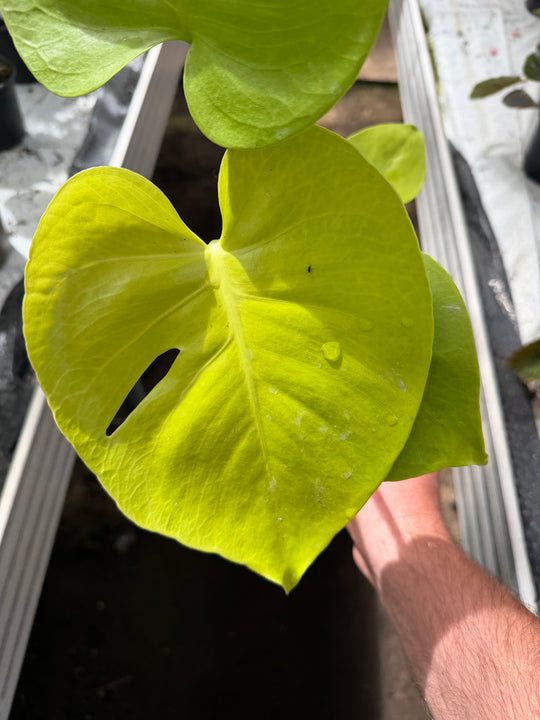 Monstera golden / limelight