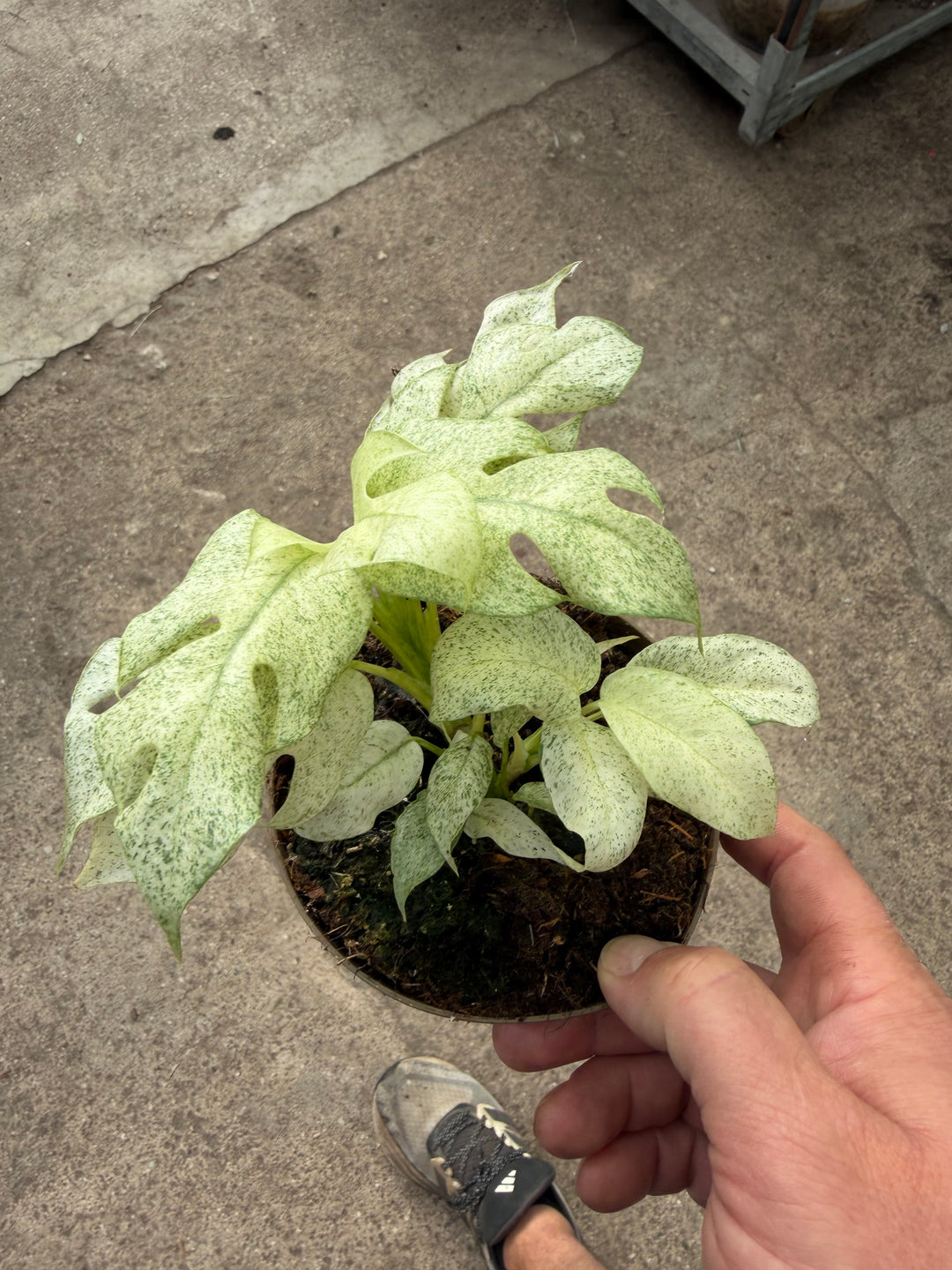 Rhaphidophora tetrasperma Variagata ‘Ghost’
