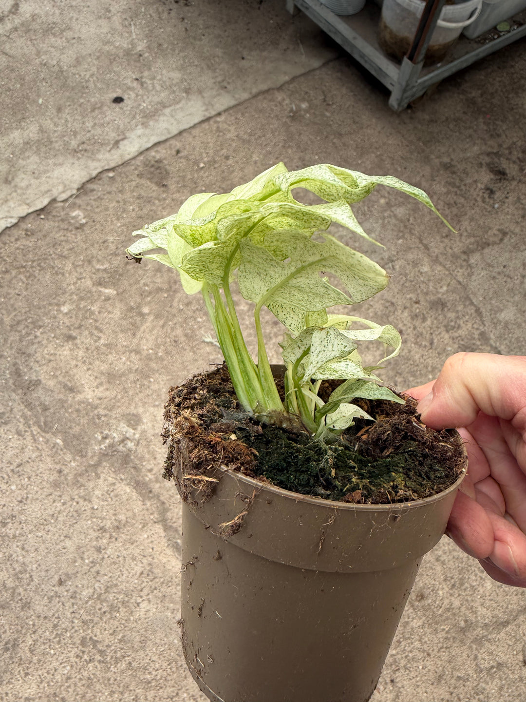 Rhaphidophora tetrasperma Variagata ‘Ghost’