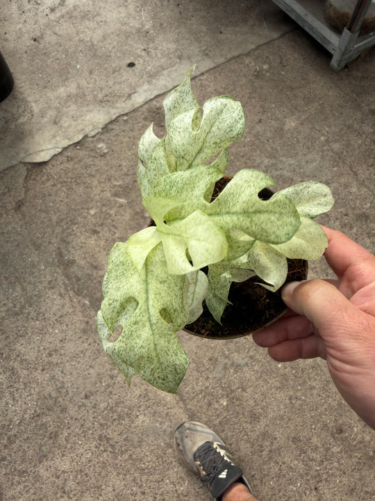 Rhaphidophora tetrasperma Variagata ‘Ghost’