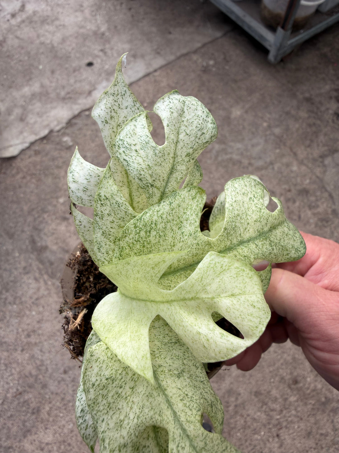 Rhaphidophora tetrasperma Variagata ‘Ghost’